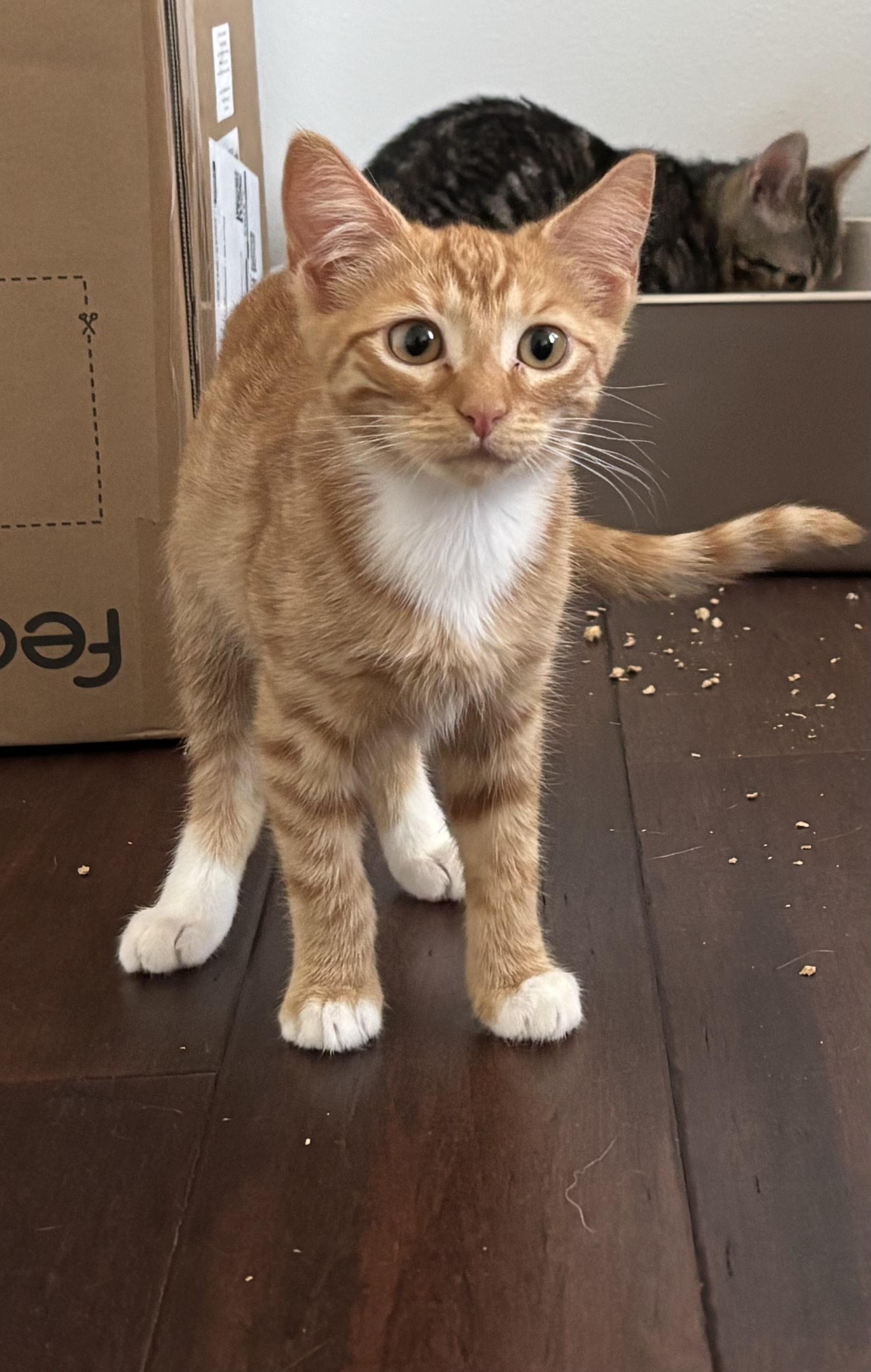 Enlarge Peaches, a Adoptable Tabby in Woodinville, WA image 4/6