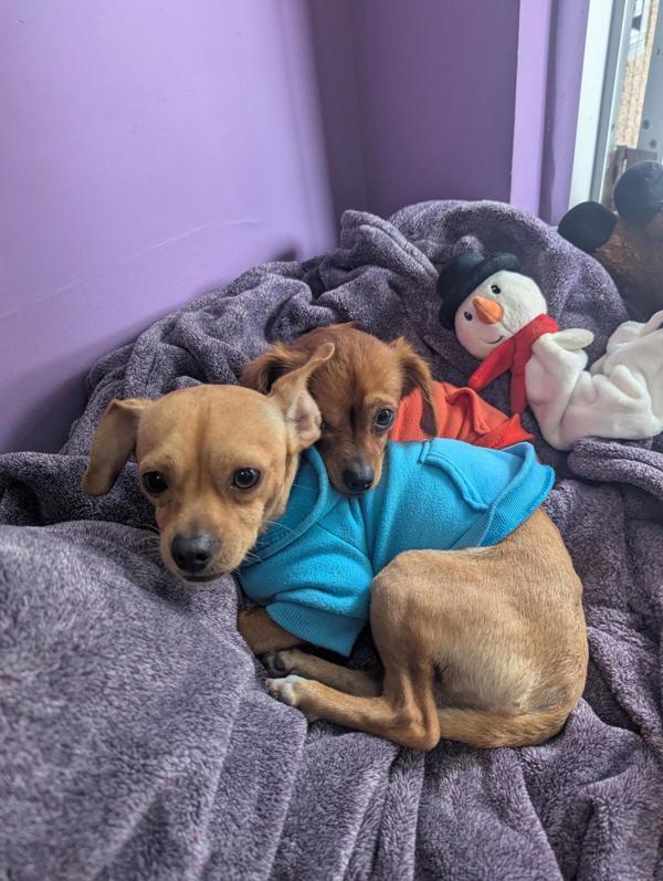 Sheba, Adoptable, Adult Female Chihuahua.