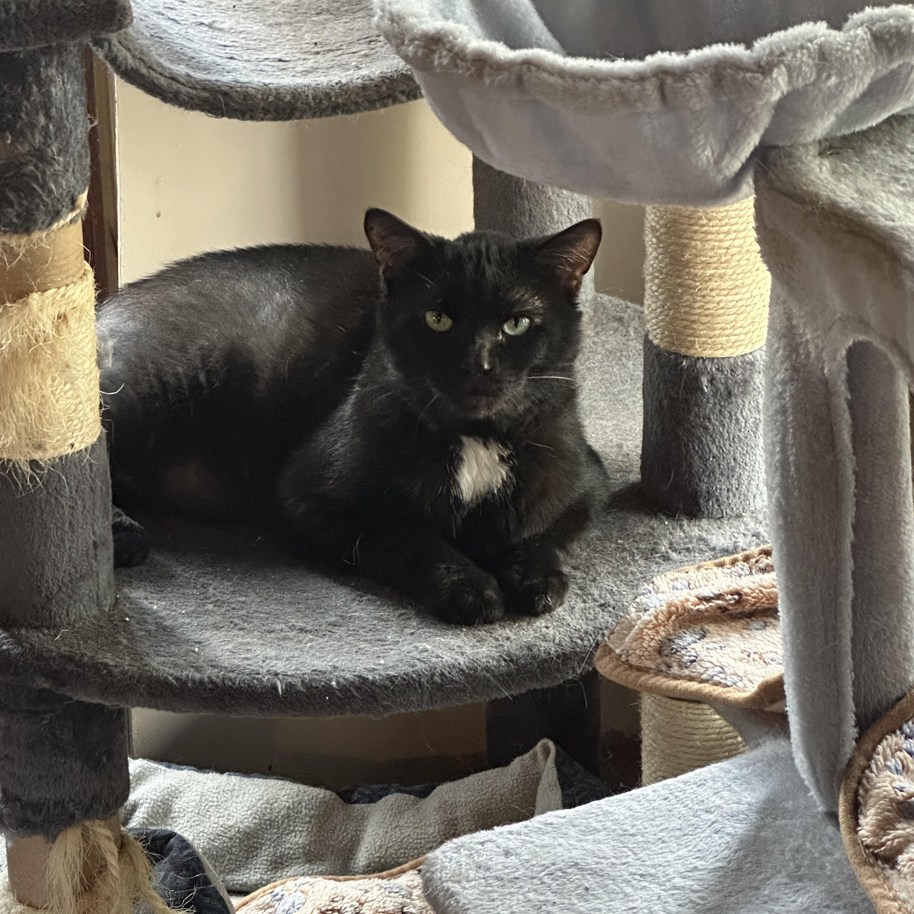 Enlarge Tux, a Adoptable Domestic Short Hair in East Stroudsburg, PA image 3/3