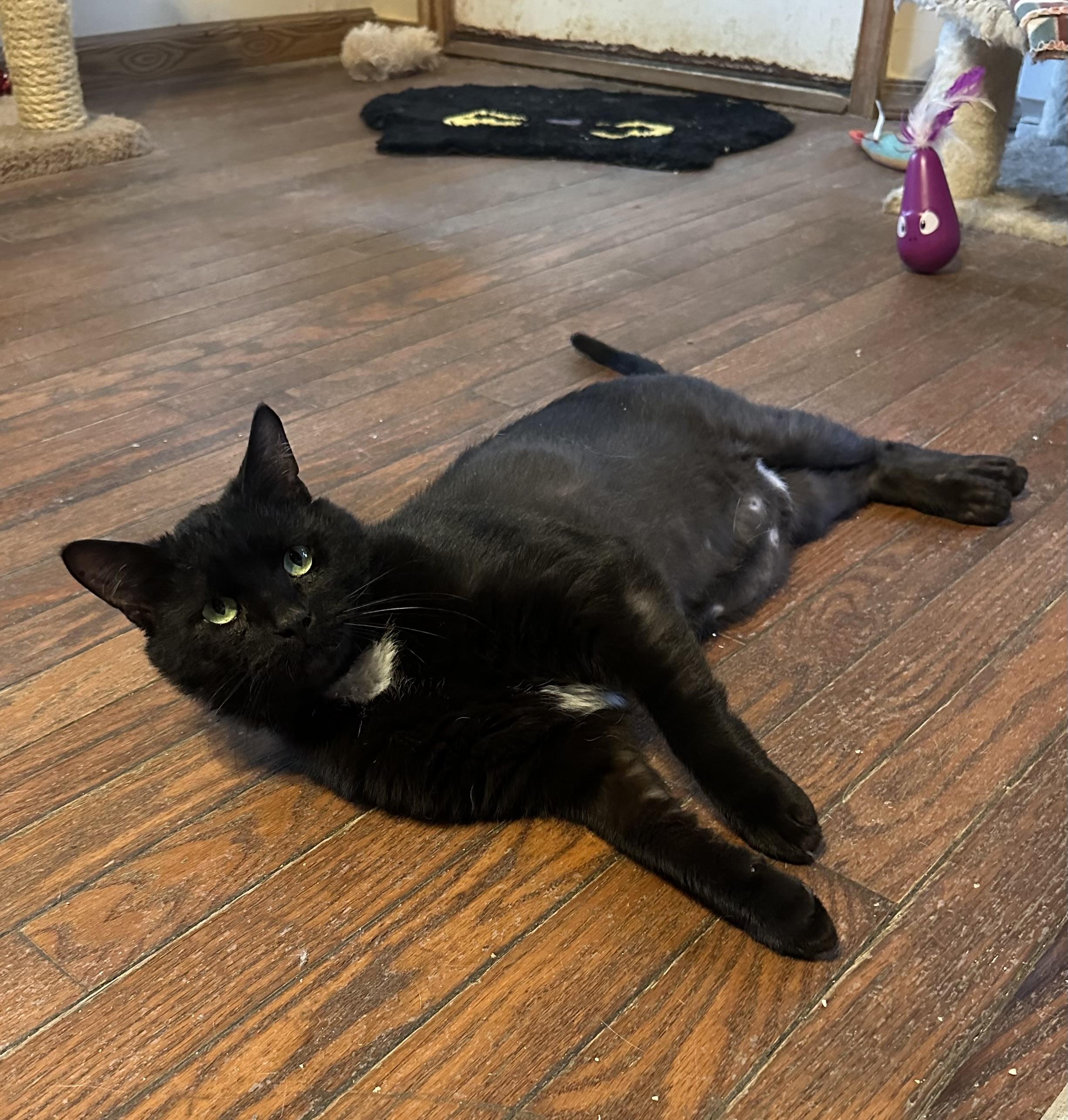 Enlarge Tux, a Adoptable Domestic Short Hair in East Stroudsburg, PA image 2/3