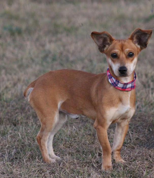 Cadbury in TX, Adoptable, Young Male Chihuahua & Dachshund.