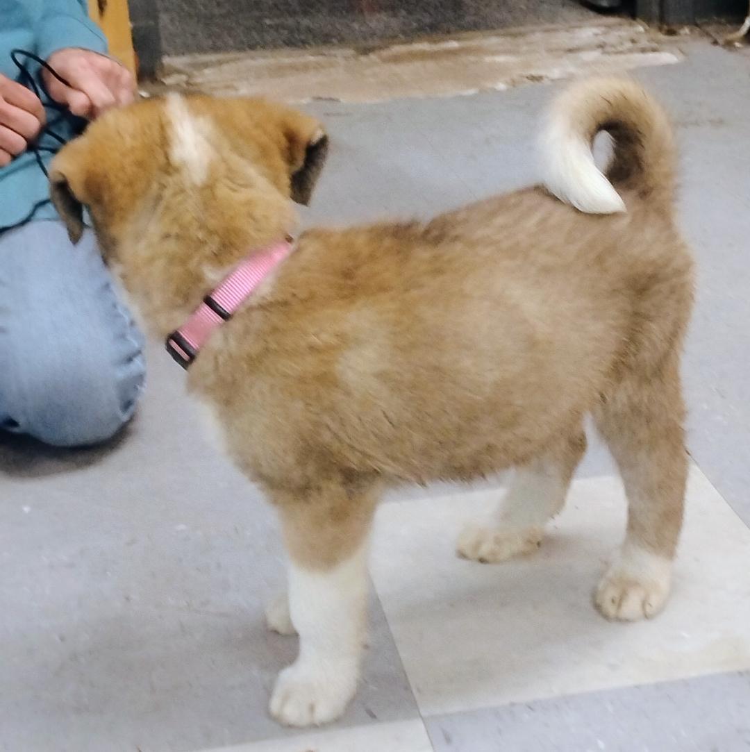 Bluejay, Adoptable, Puppy Male Anatolian Shepherd & Husky.