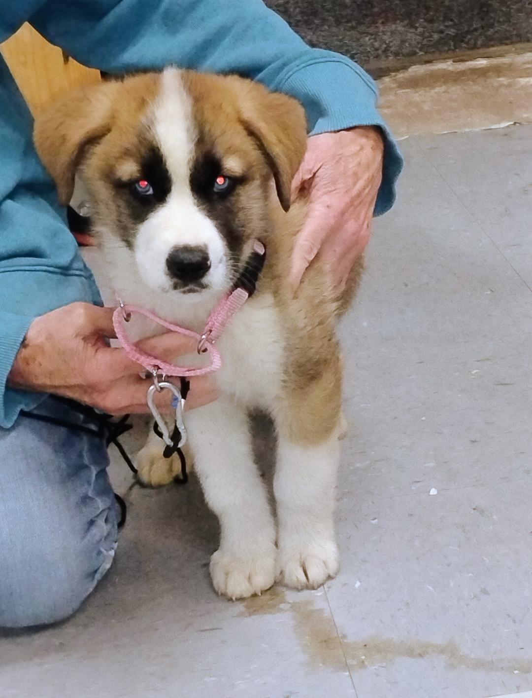 Bluejay, a Adoptable mixed breed in Sulphur, OK image 2/2
