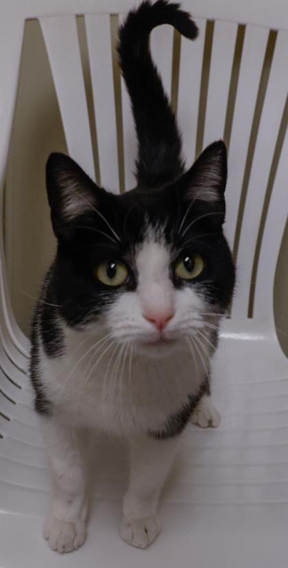 Enlarge Puddles, a Adoptable mixed breed in Baraboo, WI image 1/2