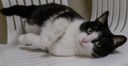 Enlarge Puddles, a Adoptable mixed breed in Baraboo, WI image 2/2