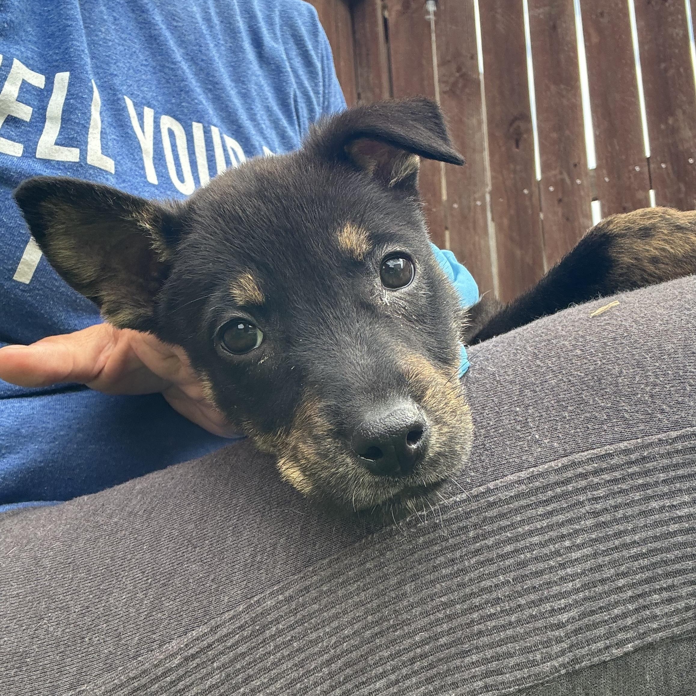 Knox Galaxy — thumbnail 3