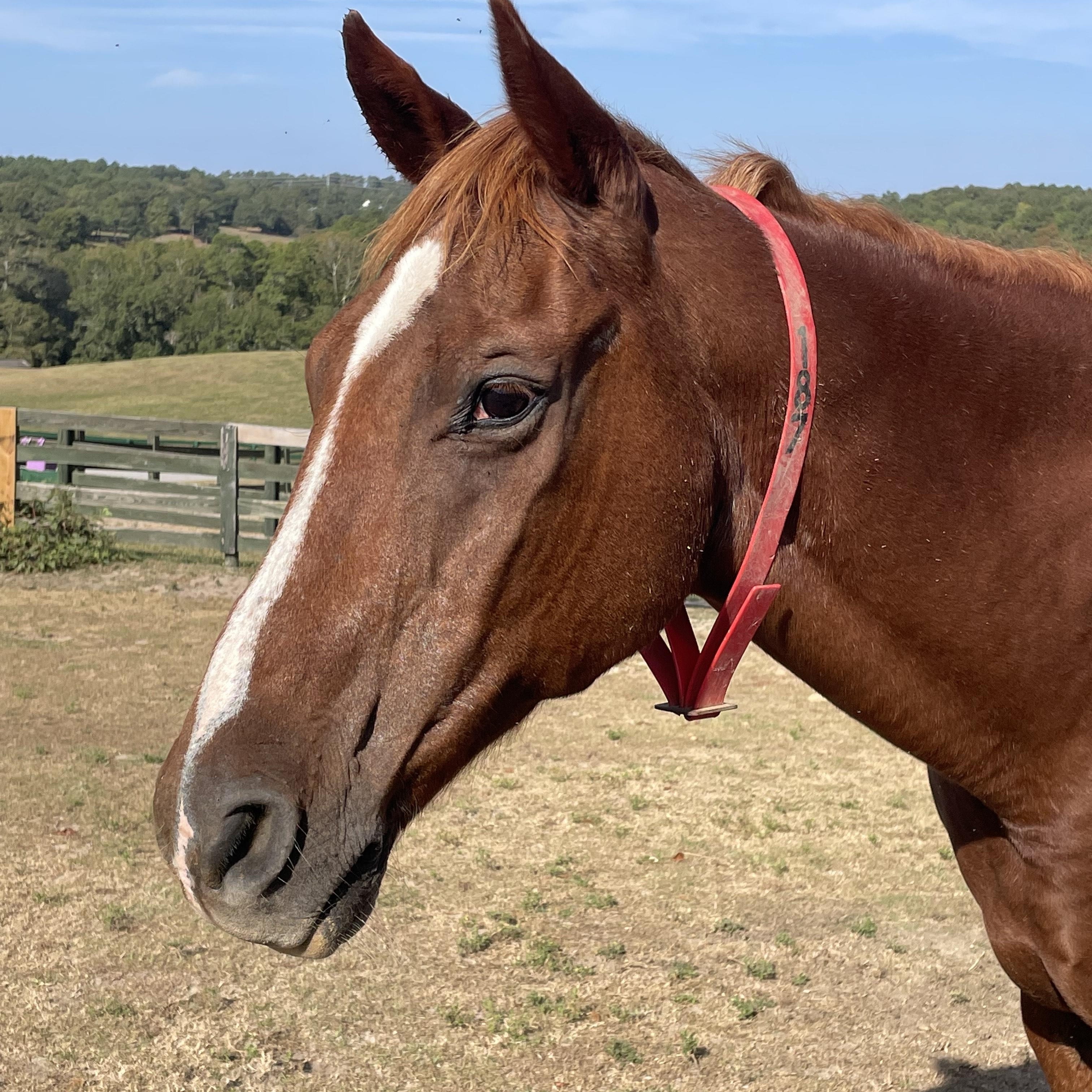 Winchester, adopted, Senior Male Grade.