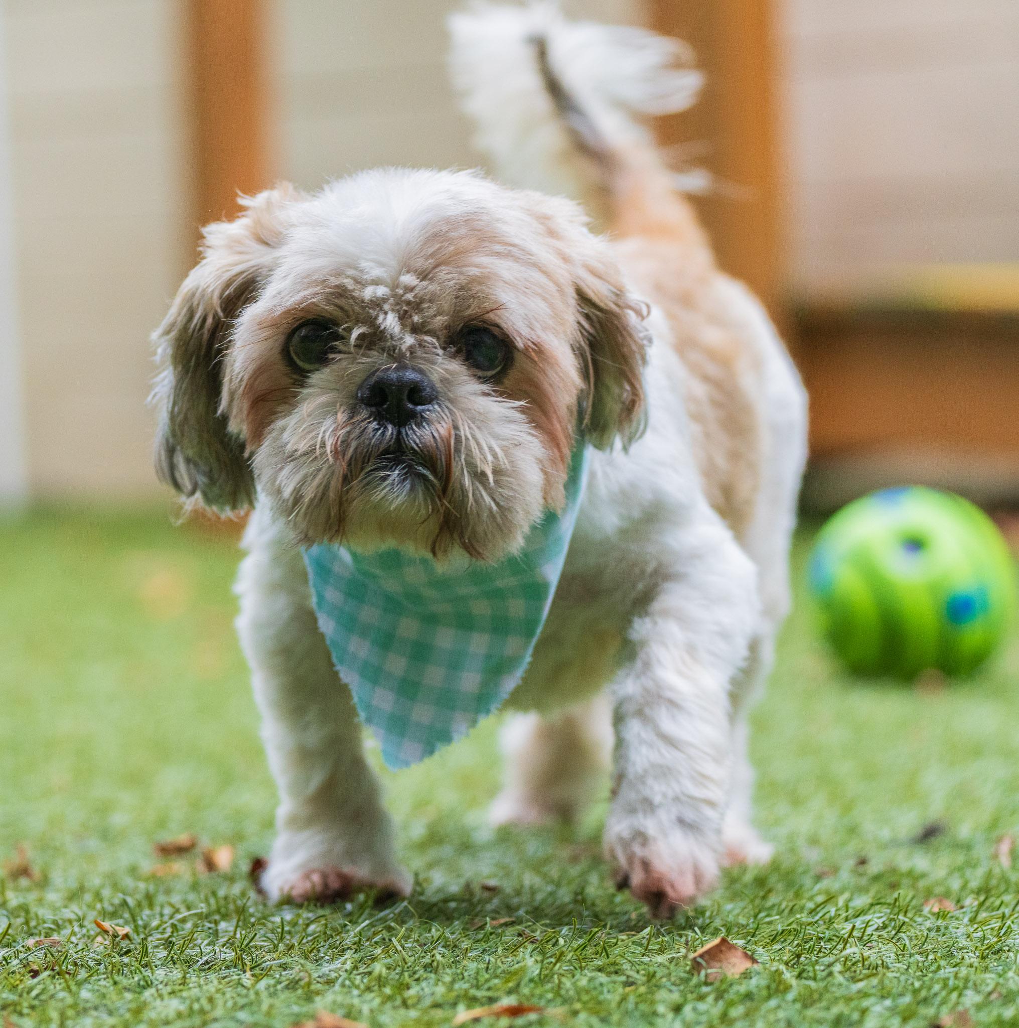 Enlarge Ralph, a ADOPTABLE Shih Tzu in Port Washington, NY image 4/4
