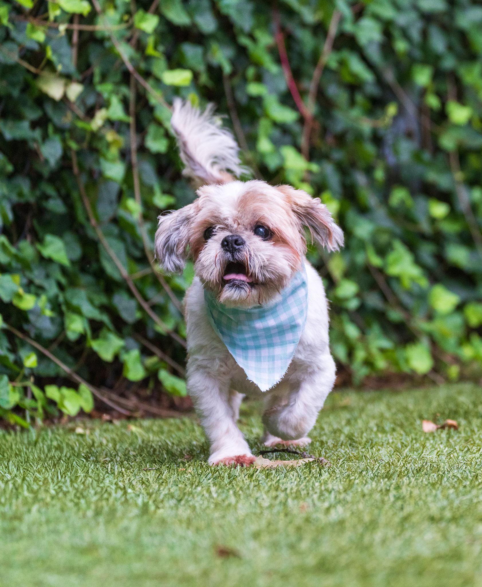 Enlarge Ralph, a ADOPTABLE Shih Tzu in Port Washington, NY image 2/4