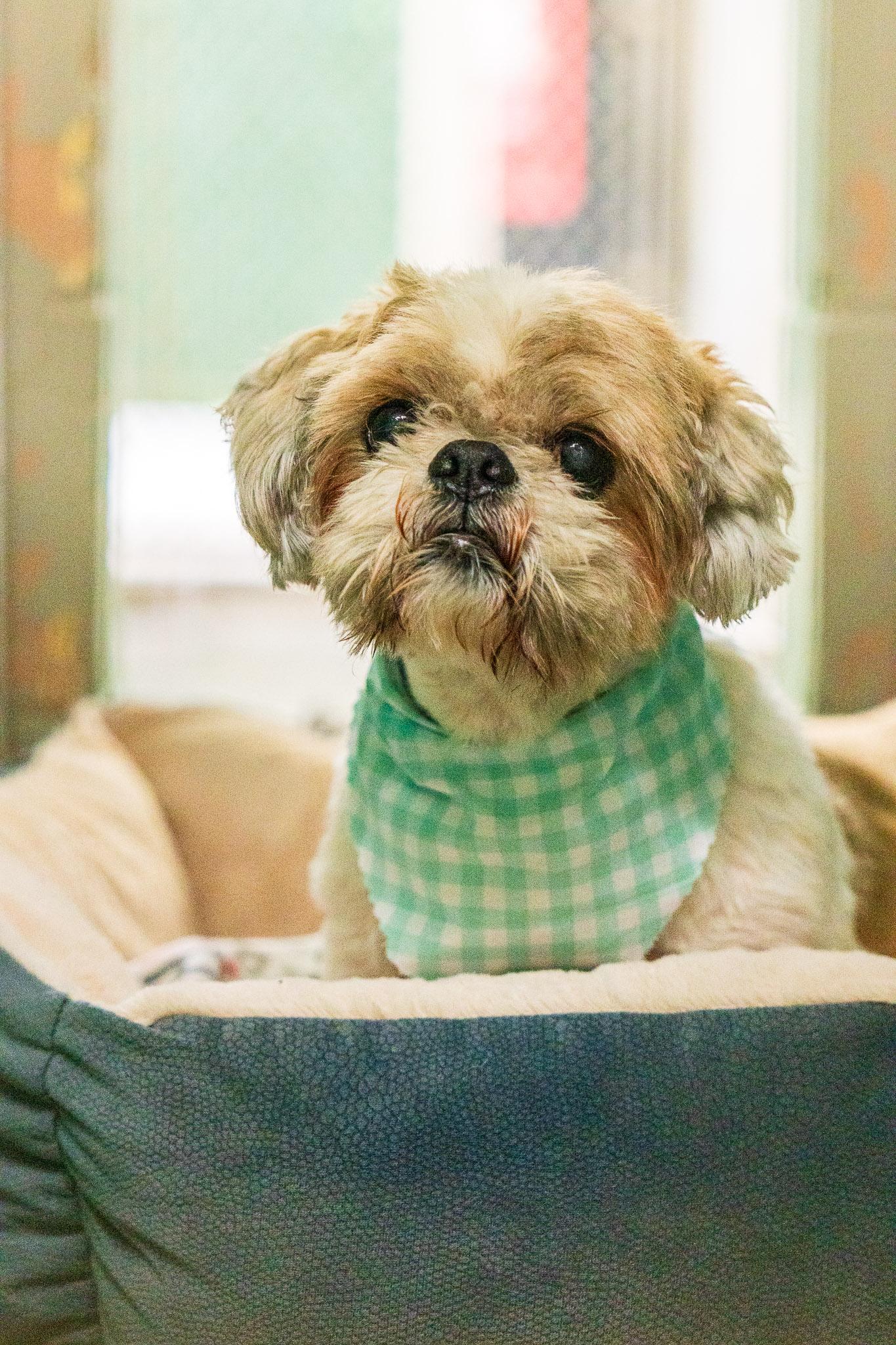 Ralph, ADOPTABLE, Senior Male Shih Tzu.