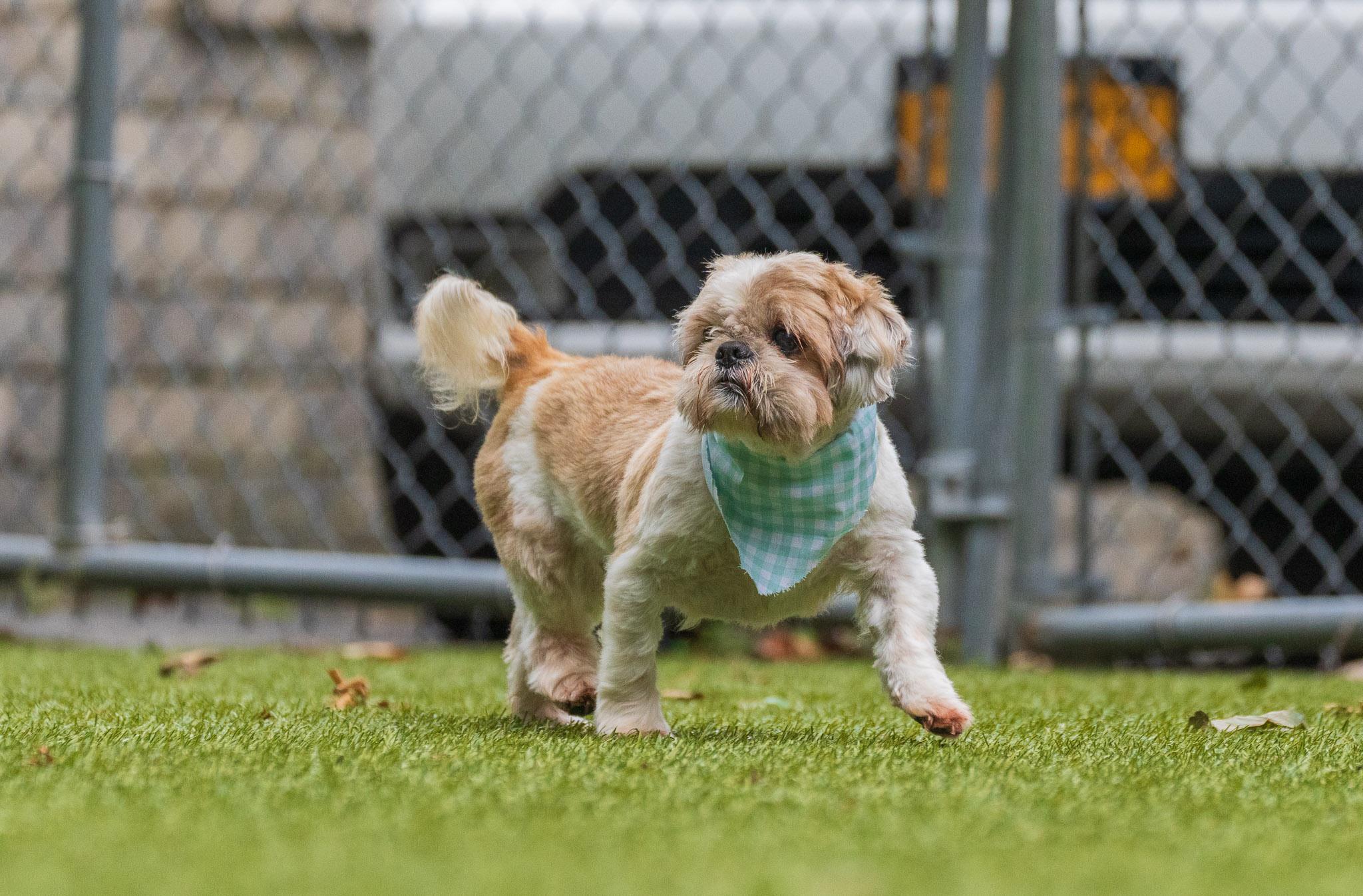Enlarge Ralph, a ADOPTABLE Shih Tzu in Port Washington, NY image 3/4
