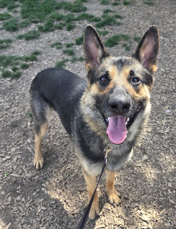 Enlarge Sabor, a Adoptable mixed breed in Salem, OR image 1/1