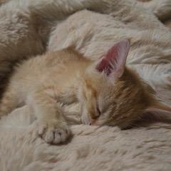Delta, a Adoptable Domestic Short Hair in New Fairfield, CT image 4/5