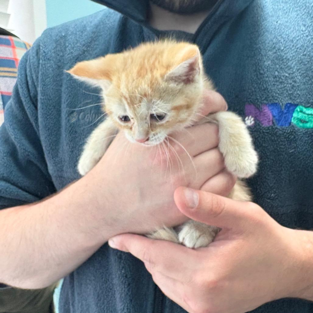 Delta, a Adoptable Domestic Short Hair in New Fairfield, CT image 5/5