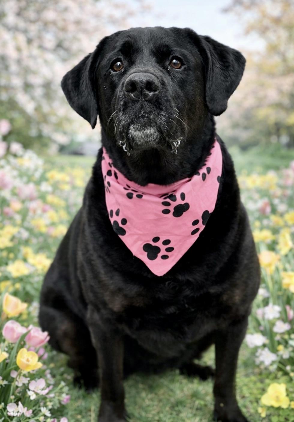 Enlarge Molly, an adopted Black Labrador Retriever in Effingham, IL image 4/4