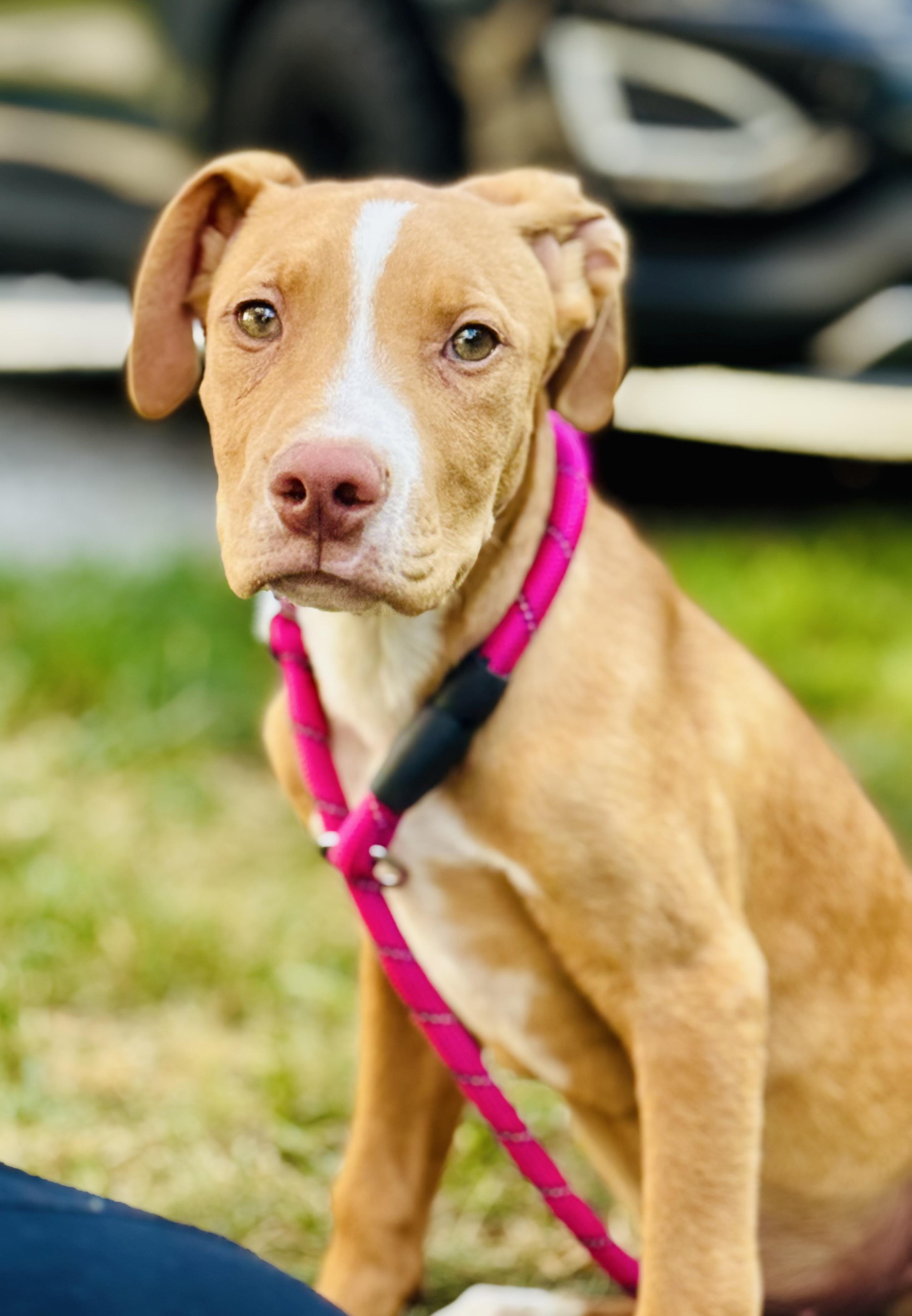 Stitch, Adoptable, Young Male Pit Bull Terrier.
