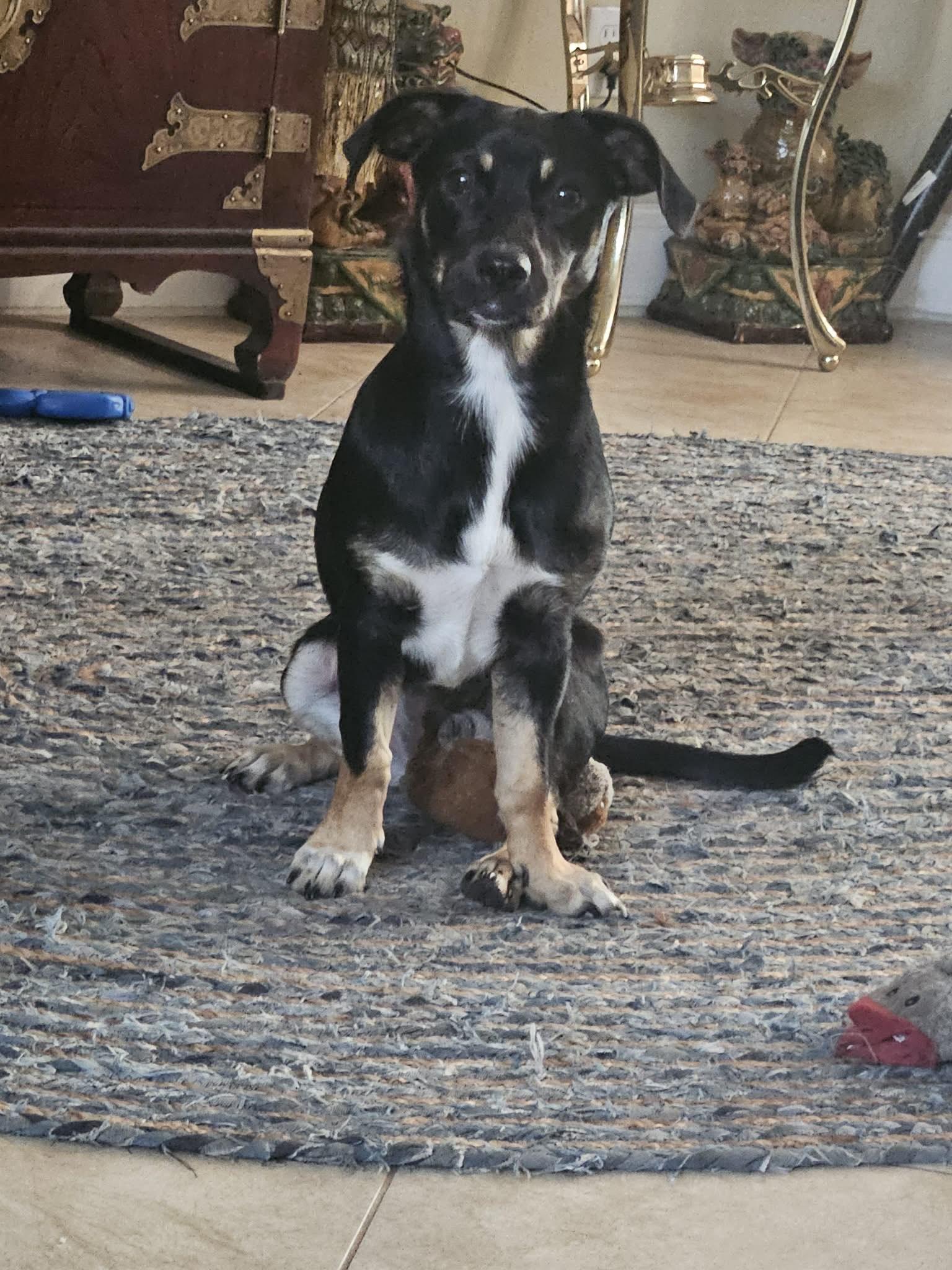 Enlarge Hazel, a ADOPTABLE mixed breed in New Port Richey, FL image 2/6