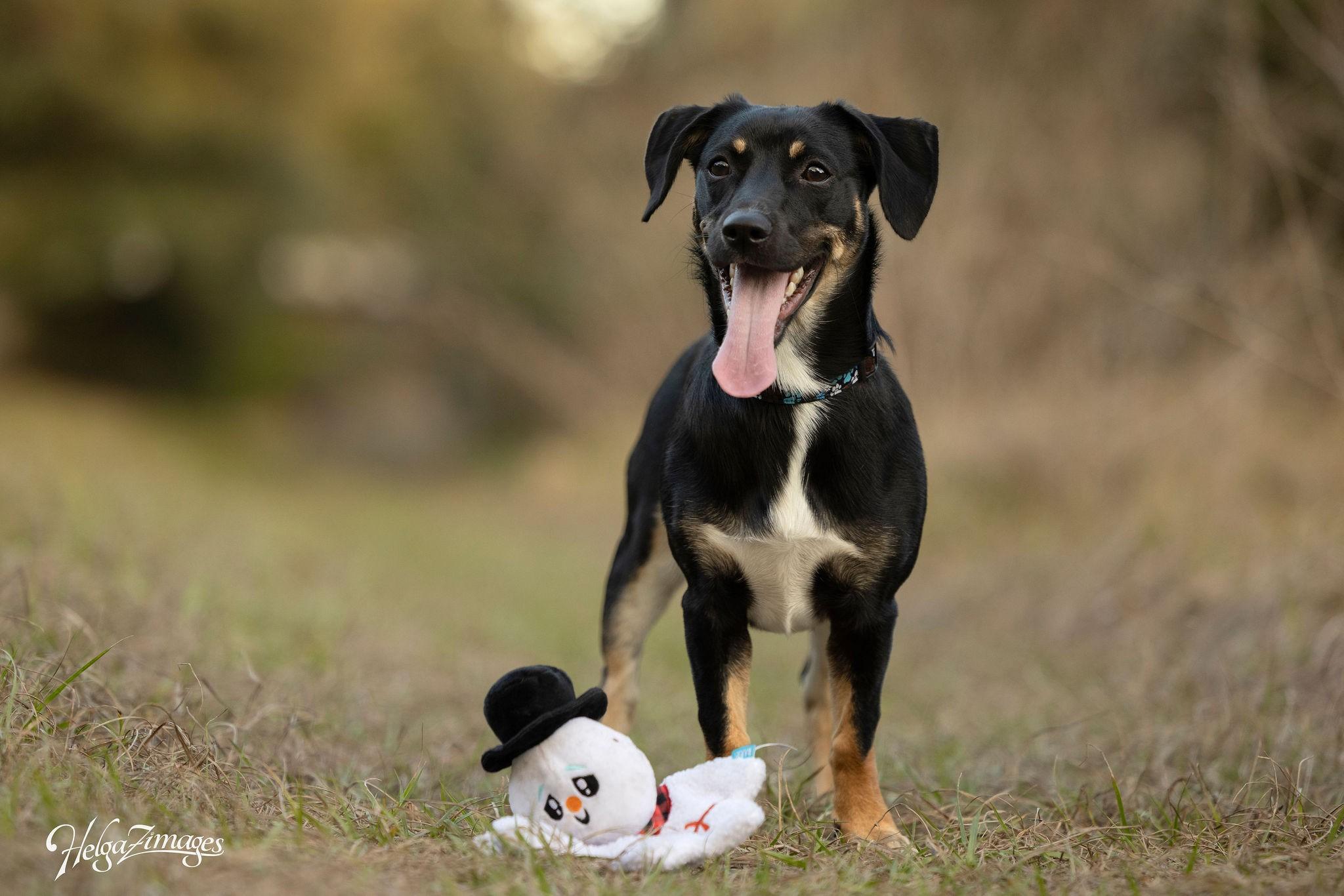 Enlarge Hazel, a ADOPTABLE mixed breed in New Port Richey, FL image 1/6