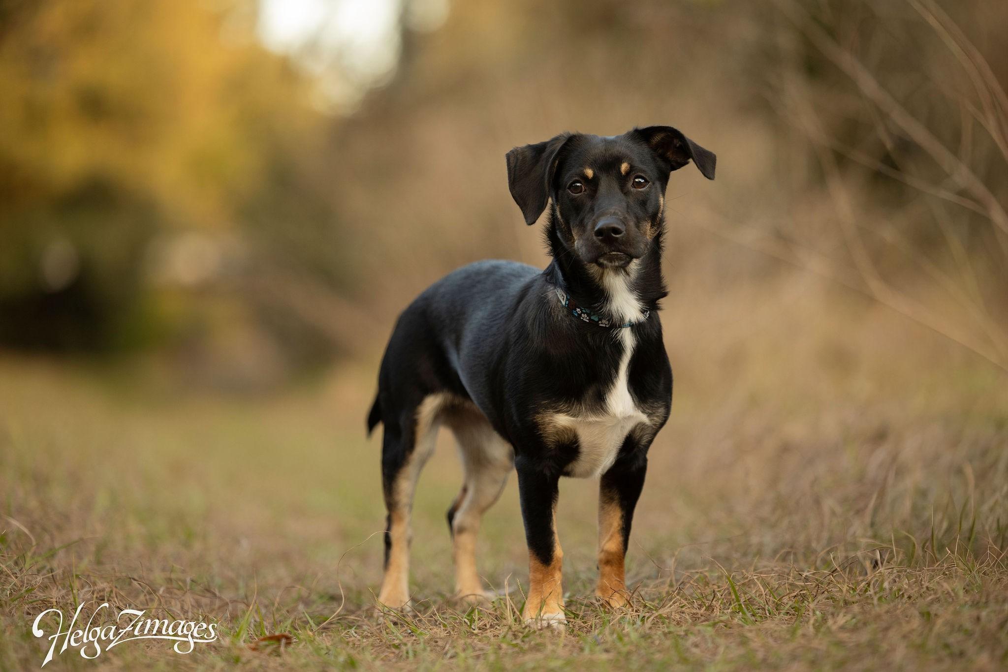 Enlarge Hazel, a ADOPTABLE mixed breed in New Port Richey, FL image 3/6