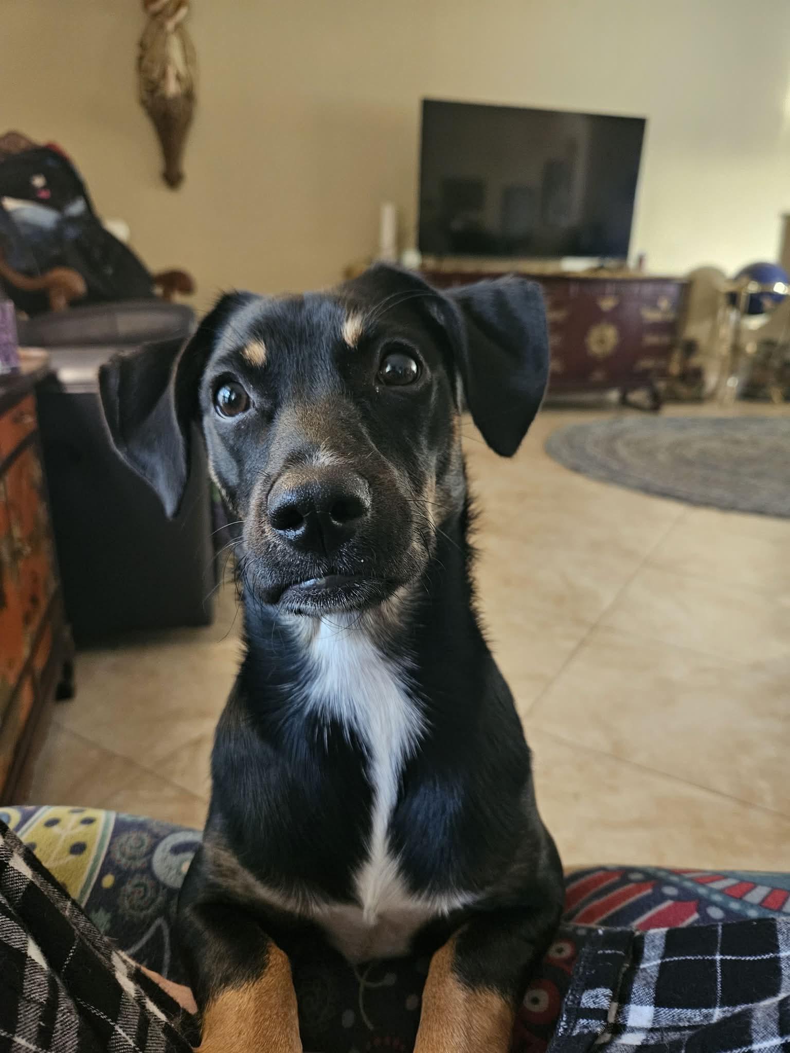 Enlarge Hazel, a ADOPTABLE mixed breed in New Port Richey, FL image 6/6