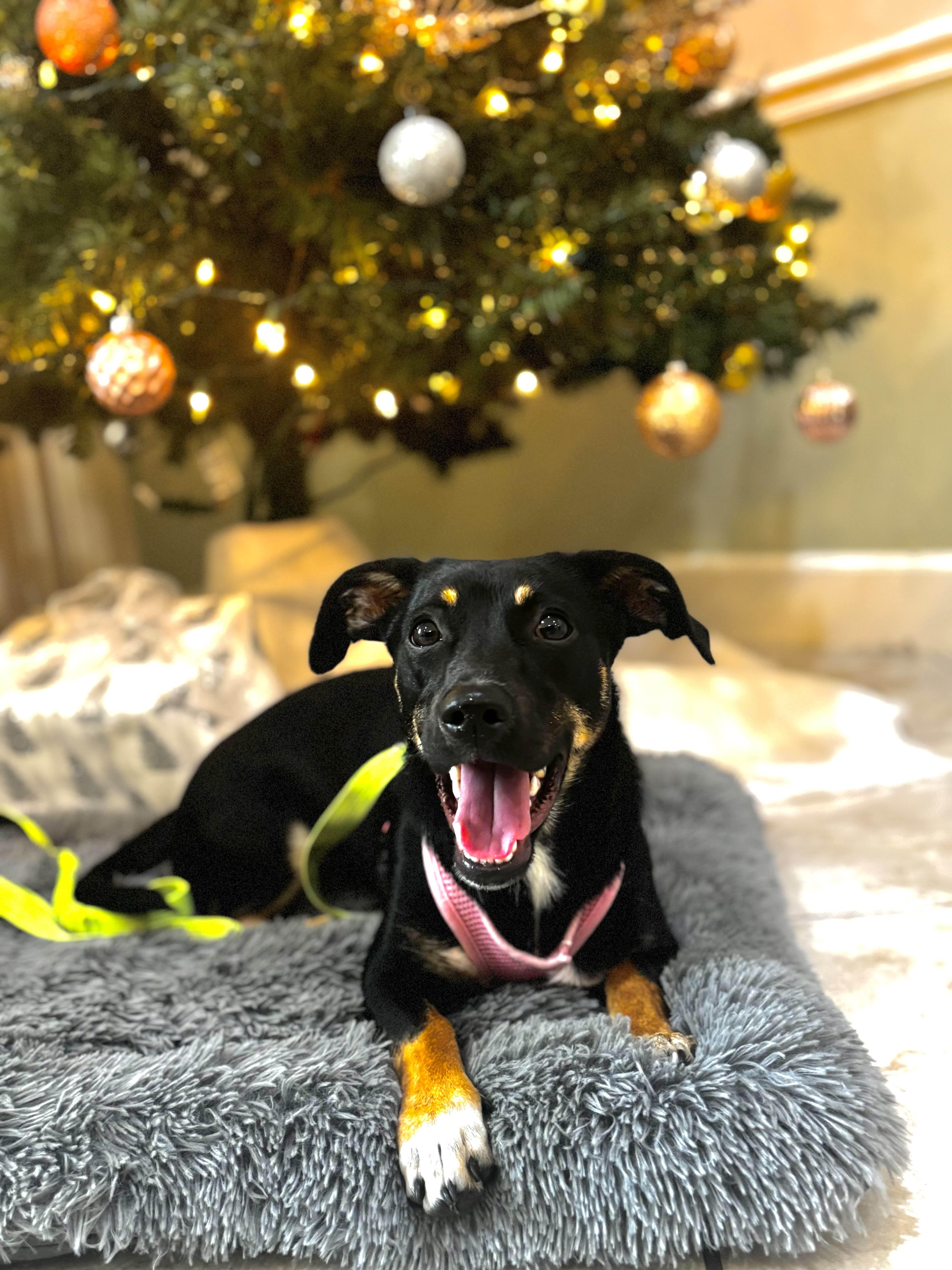 Enlarge Hazel, a ADOPTABLE mixed breed in New Port Richey, FL image 4/6