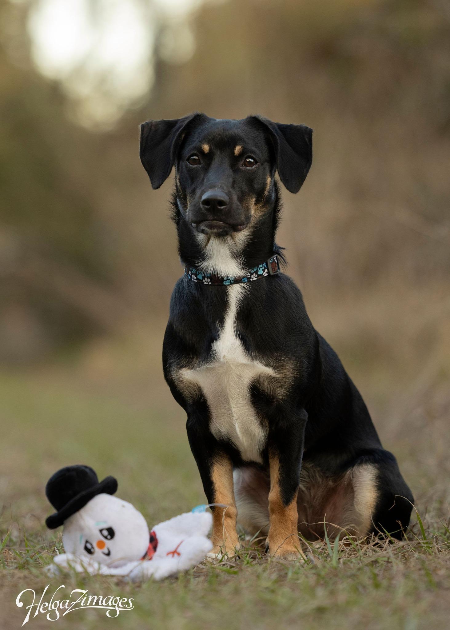 Enlarge Hazel, a ADOPTABLE mixed breed in New Port Richey, FL image 5/6