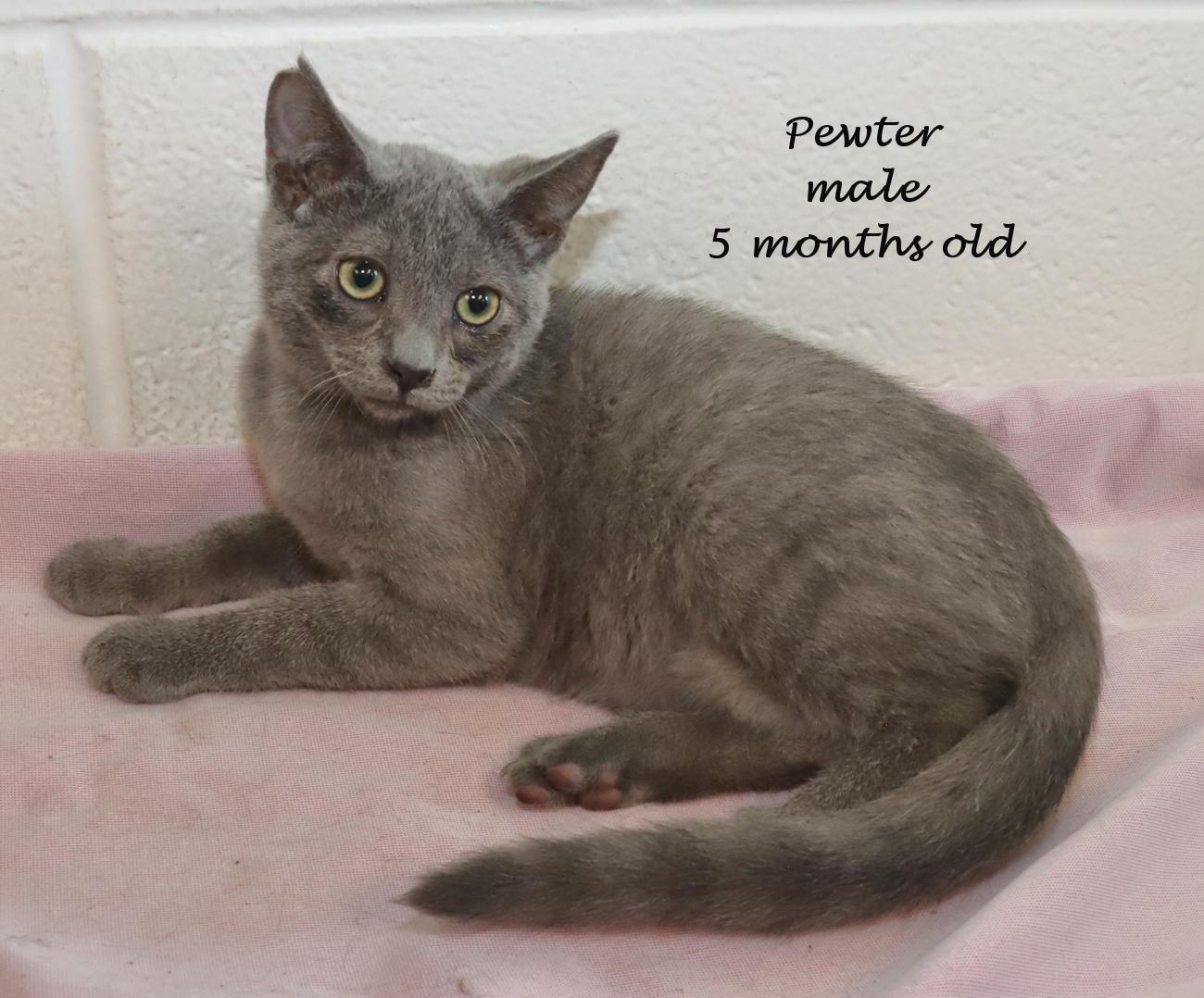 Enlarge Pewter, a Adopted mixed breed in Euclid, OH image 2/6