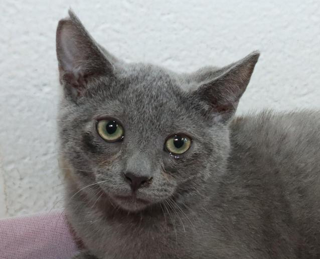 Enlarge Pewter, a Adopted mixed breed in Euclid, OH image 1/6