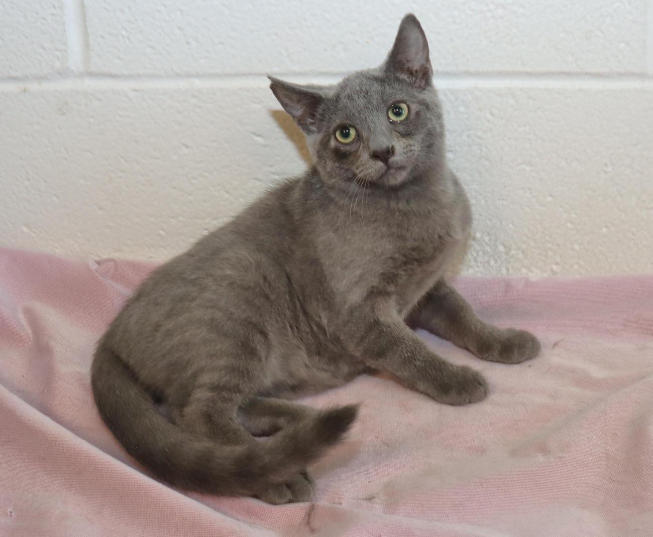 Enlarge Pewter, a Adopted mixed breed in Euclid, OH image 3/6