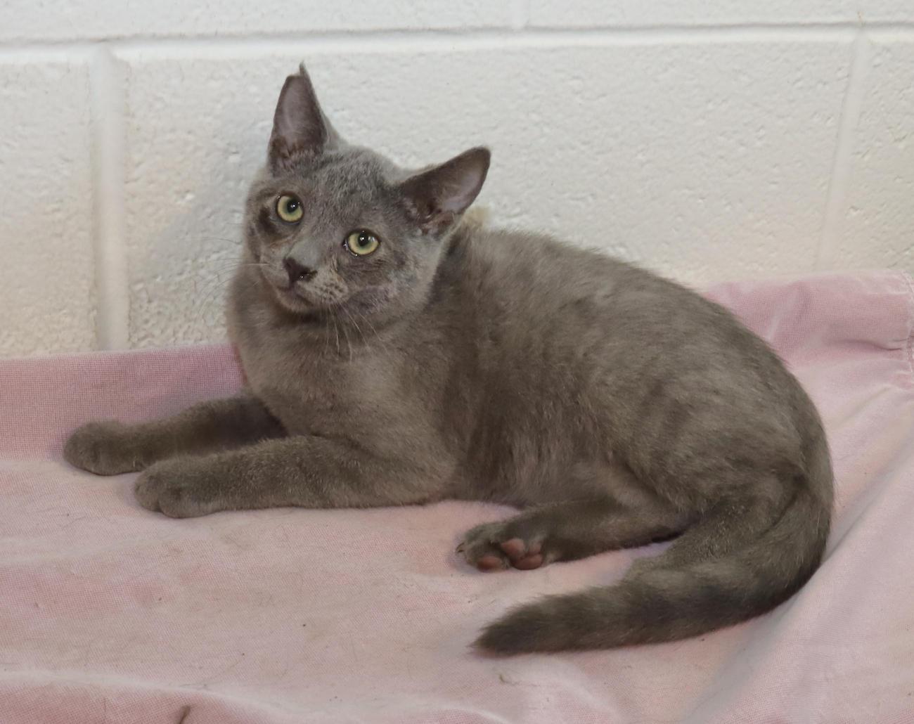 Enlarge Pewter, a Adopted mixed breed in Euclid, OH image 4/6