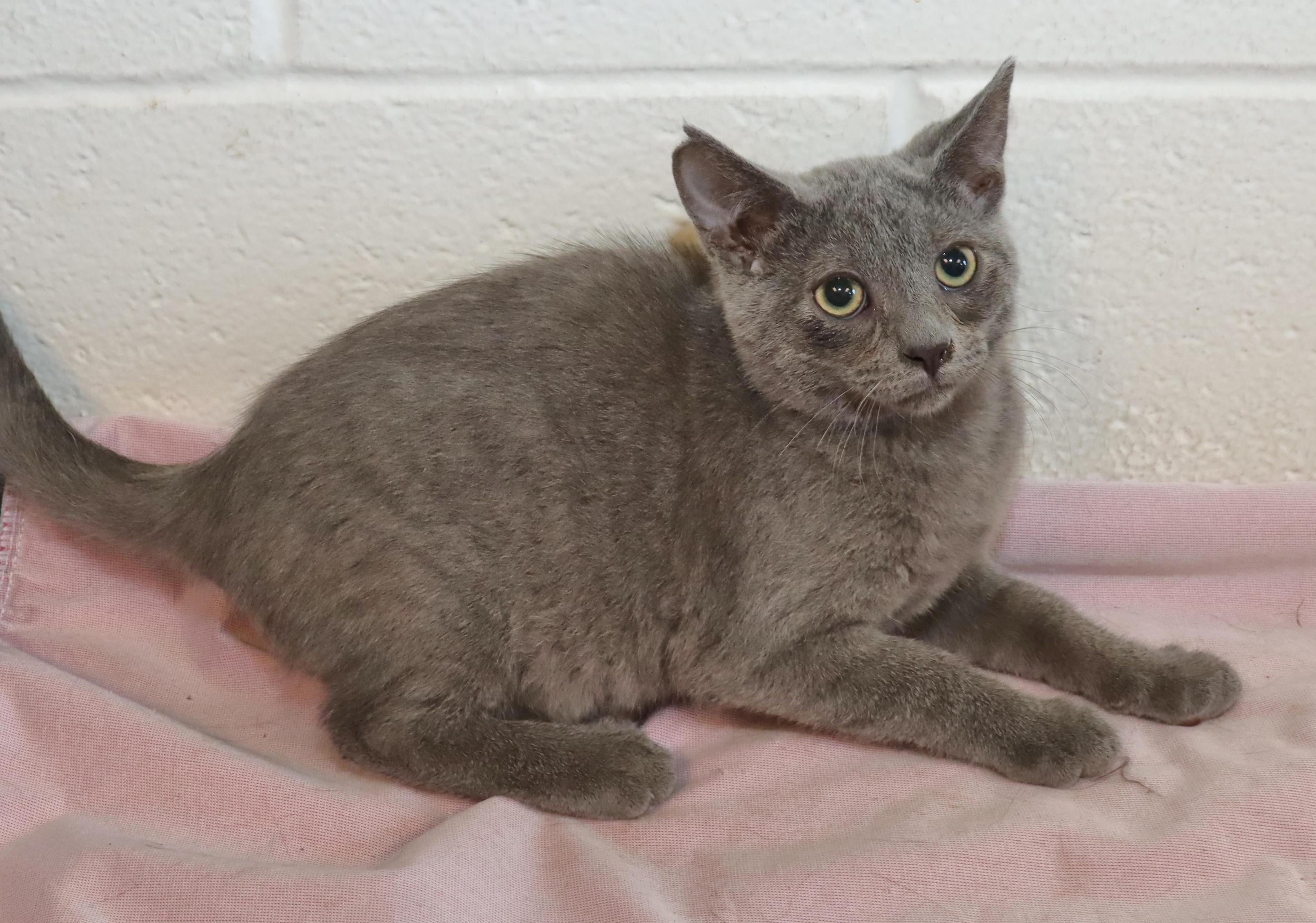 Enlarge Pewter, a Adopted mixed breed in Euclid, OH image 6/6
