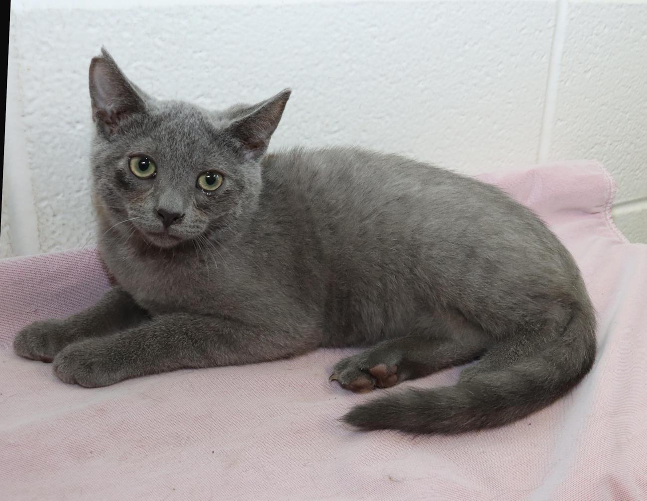 Enlarge Pewter, a Adopted mixed breed in Euclid, OH image 5/6