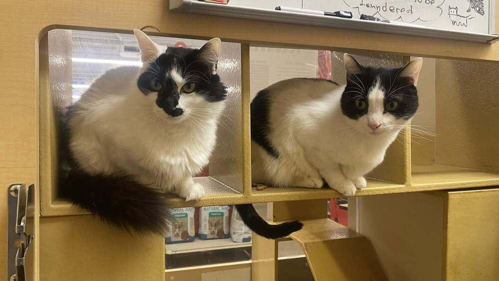 Enlarge Cranny, a Adoptable mixed breed in Patchogue, NY image 2/6