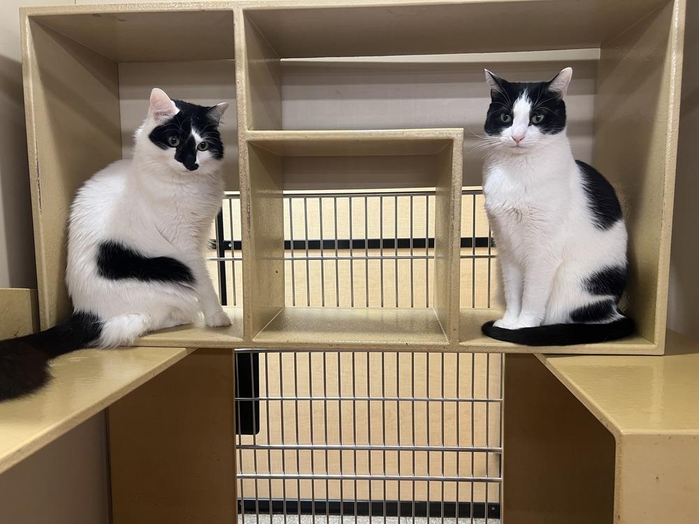 Enlarge Cranny, a Adoptable mixed breed in Patchogue, NY image 3/6