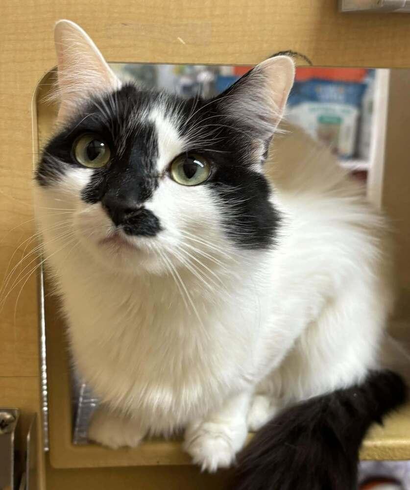 Enlarge Cranny, a Adoptable mixed breed in Patchogue, NY image 6/6