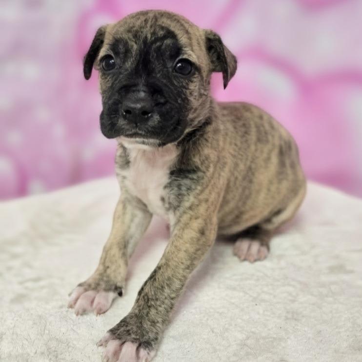 Enlarge Dawson, a Adoptable mixed breed in Griswold, CT image 1/1