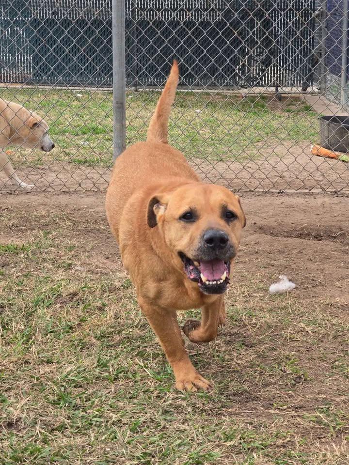 Enlarge Heffy, a Adoptable Black Mouth Cur in Humble, TX image 1/1