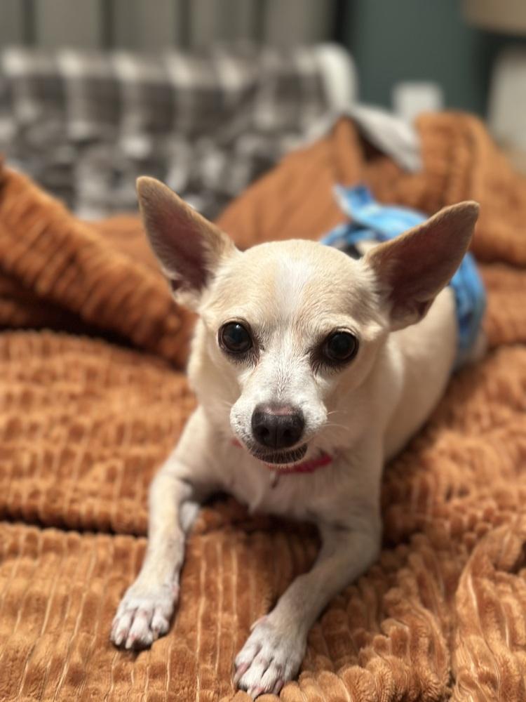 Enlarge Vince Gill, a Adoptable mixed breed in Plymouth, MI image 1/5