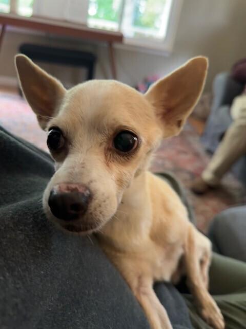 Enlarge Vince Gill, a Adoptable mixed breed in Plymouth, MI image 3/5