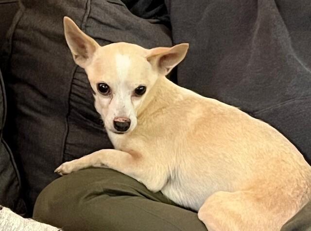 Enlarge Vince Gill, a Adoptable mixed breed in Plymouth, MI image 4/5