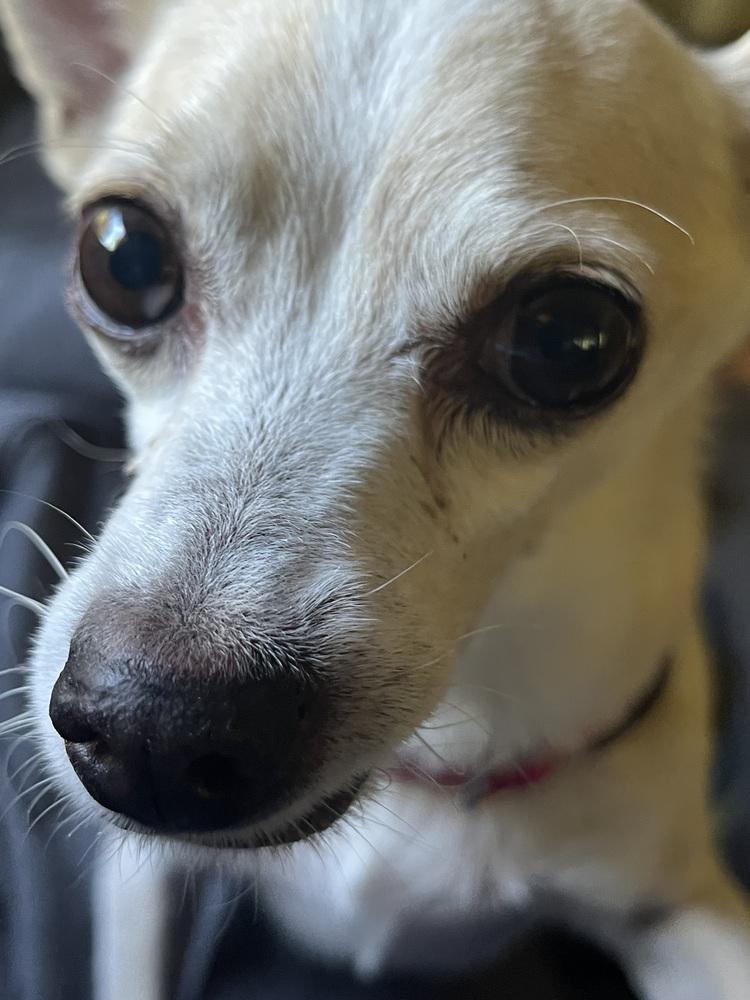 Enlarge Vince Gill, a Adoptable mixed breed in Plymouth, MI image 5/5