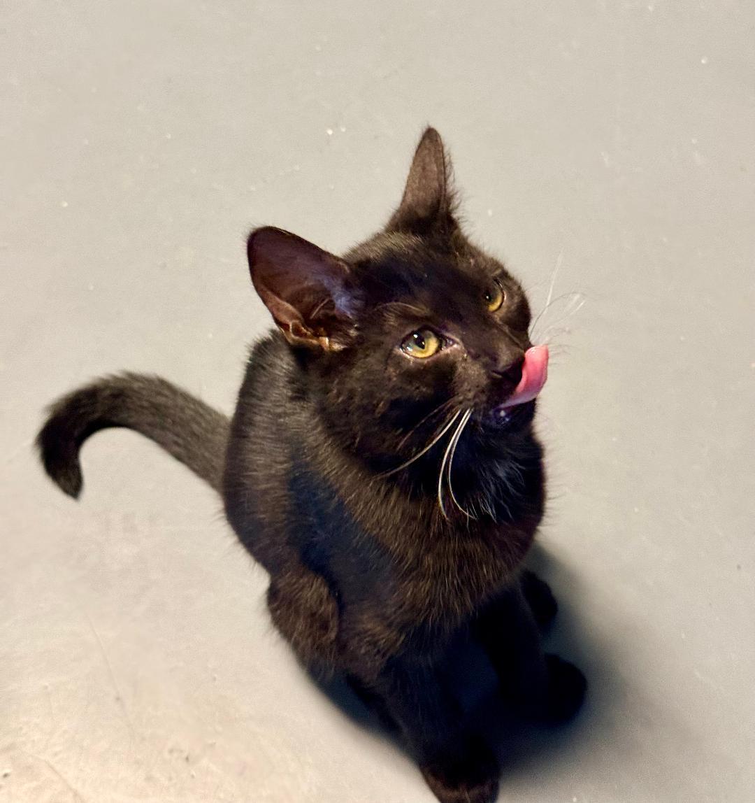 Taylor, an adoptable Domestic Short Hair in Winter Haven, FL image 3/4