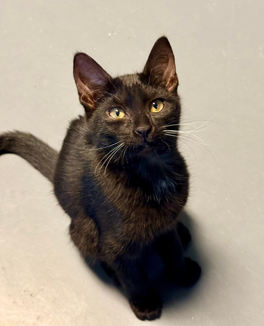 Taylor, adoptable, Kitten Male Domestic Short Hair.