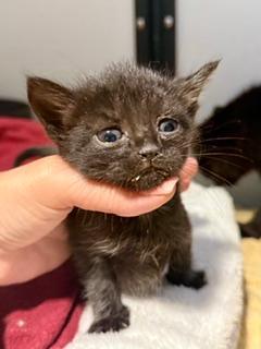 Enlarge Taylor, an adoptable Domestic Short Hair in Winter Haven, FL image 1/1