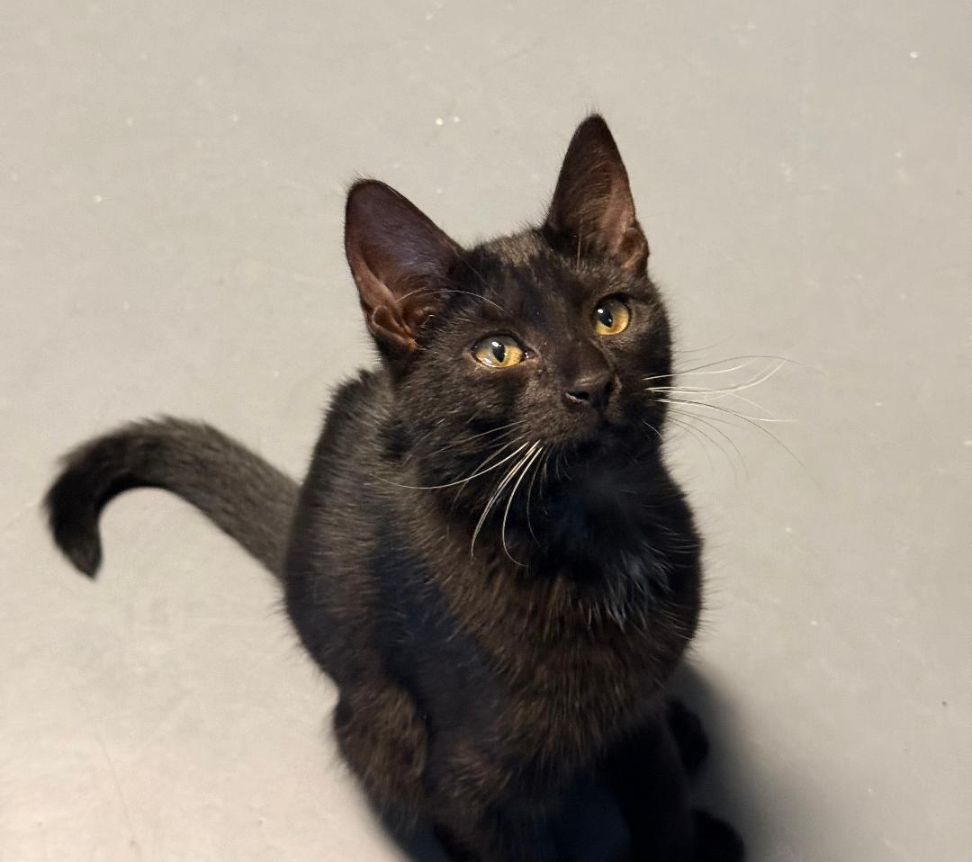 Taylor, an adoptable Domestic Short Hair in Winter Haven, FL image 2/4