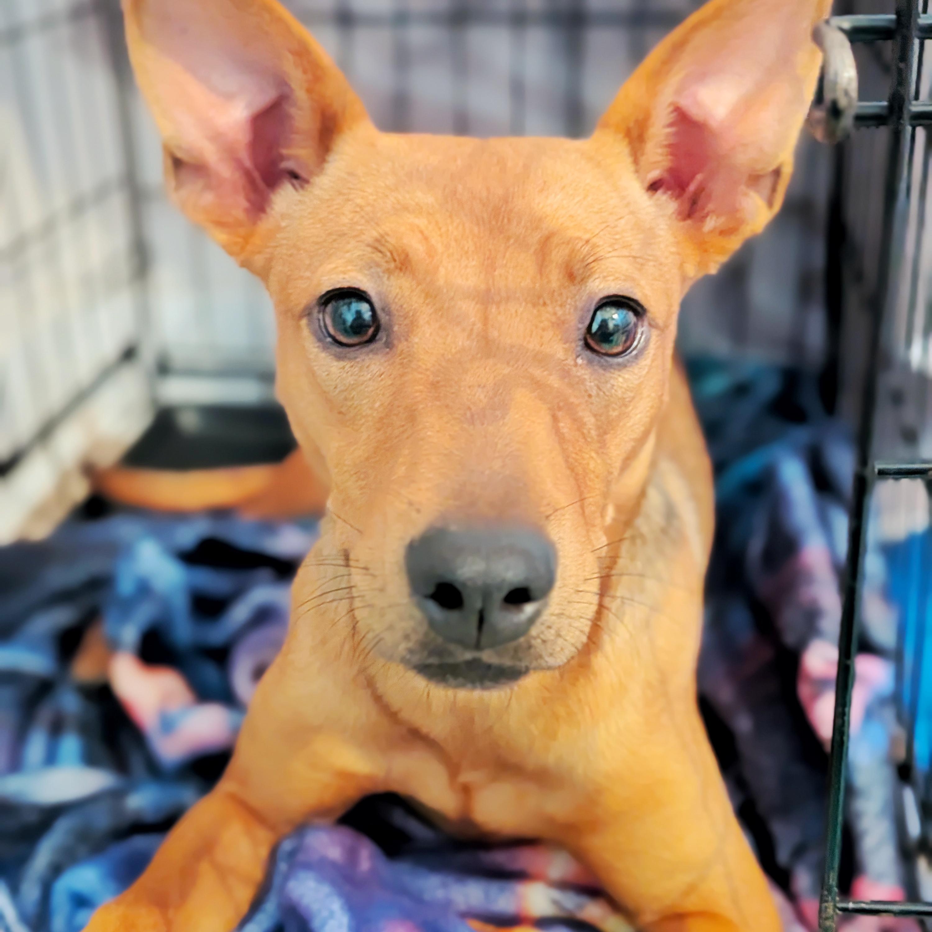 Enlarge Cinnamon, a ADOPTABLE mixed breed in Eustis, FL image 2/2