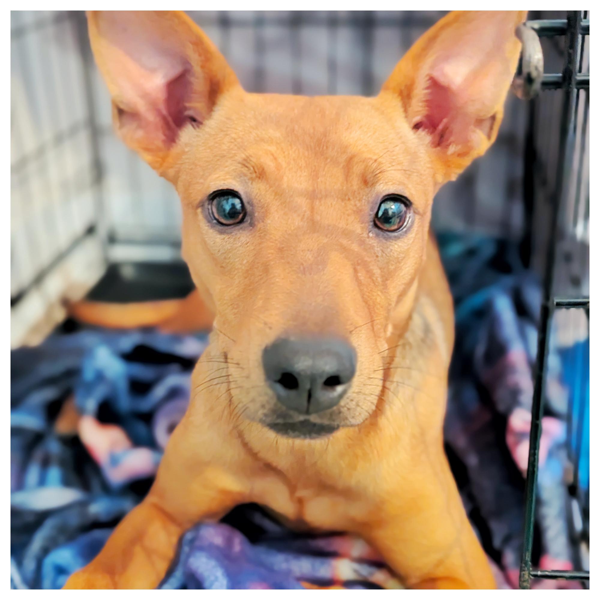 Enlarge Cinnamon, a ADOPTABLE mixed breed in Eustis, FL image 1/2