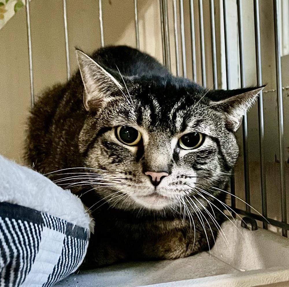 Enlarge Taylor  FERAL CAT - no fee, a Adoptable Domestic Short Hair in Franklin, WV image 1/1