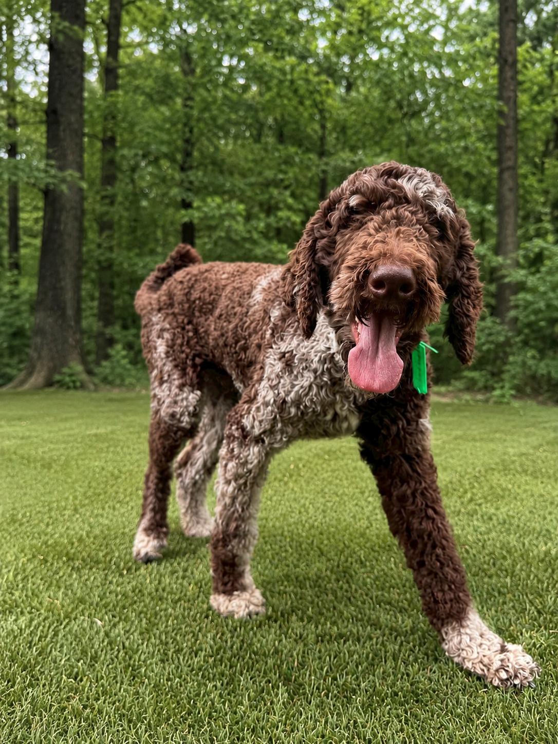 Tucker, a ADOPTABLE Standard Poodle in POTOMAC, MD image 5/6