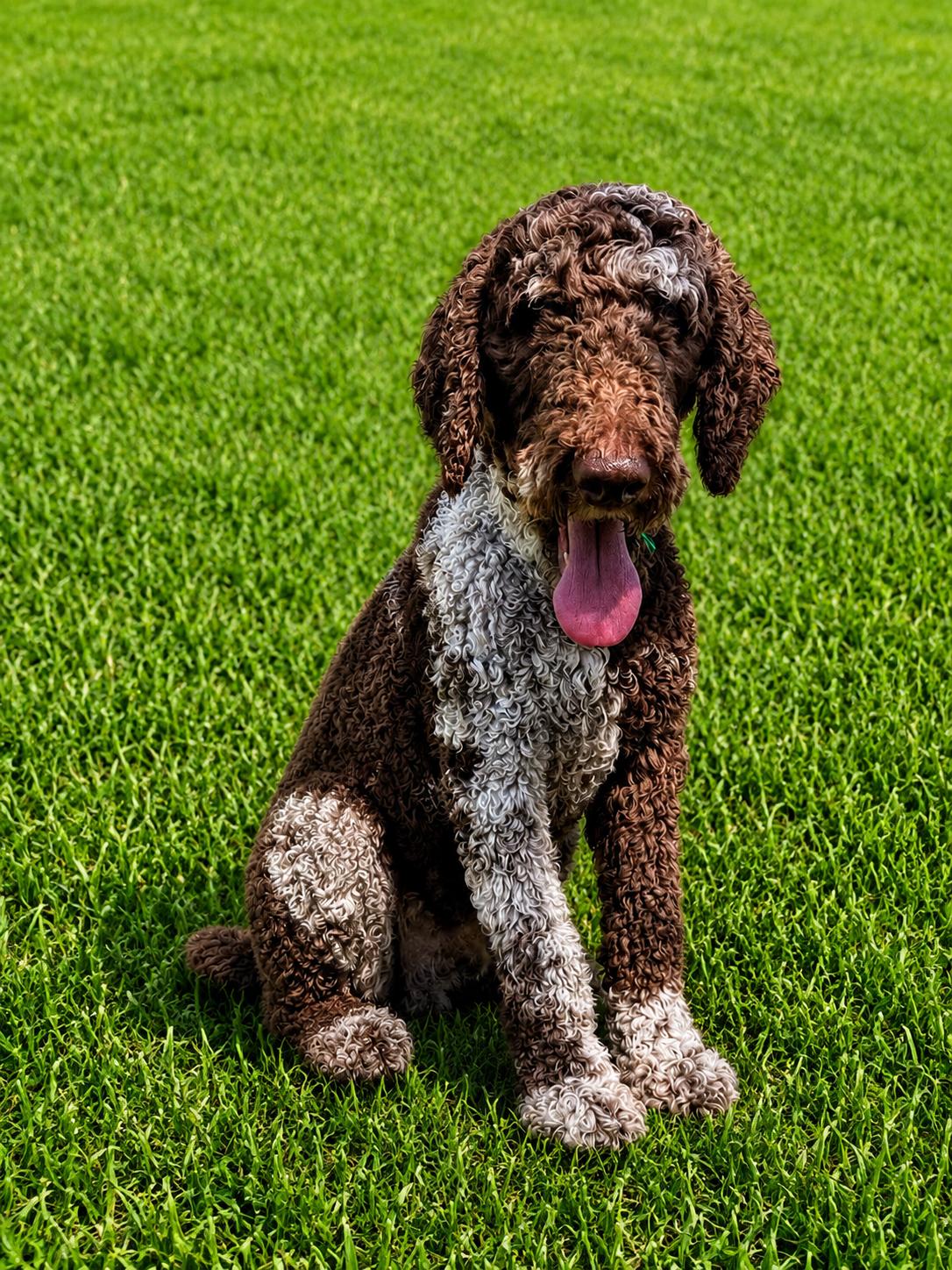 Tucker, a ADOPTABLE Standard Poodle in POTOMAC, MD image 3/6